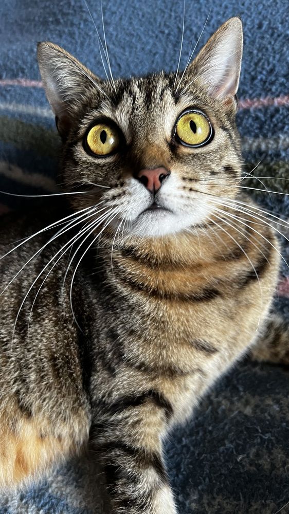 Фотография автора Юлия Недосекина