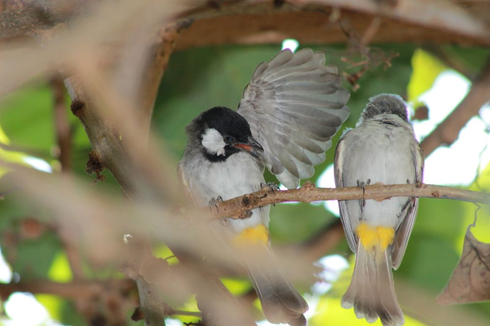 Photograph by Waleed Yousuf Alwahaibi