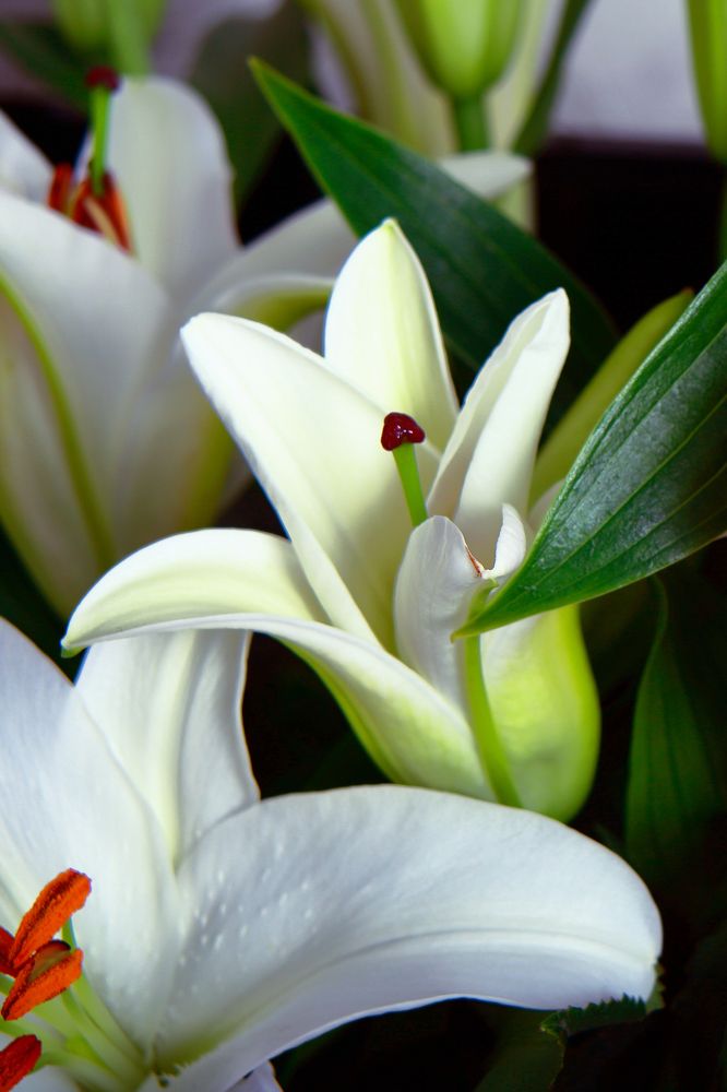 Photograph by Elena Dementova