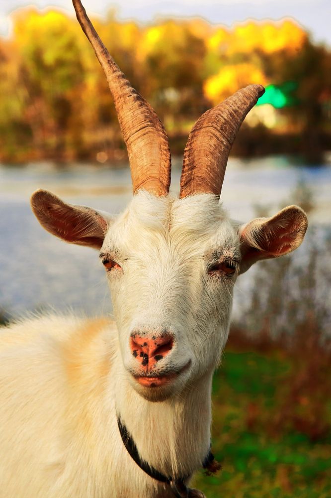 Photograph by Elena Dementova