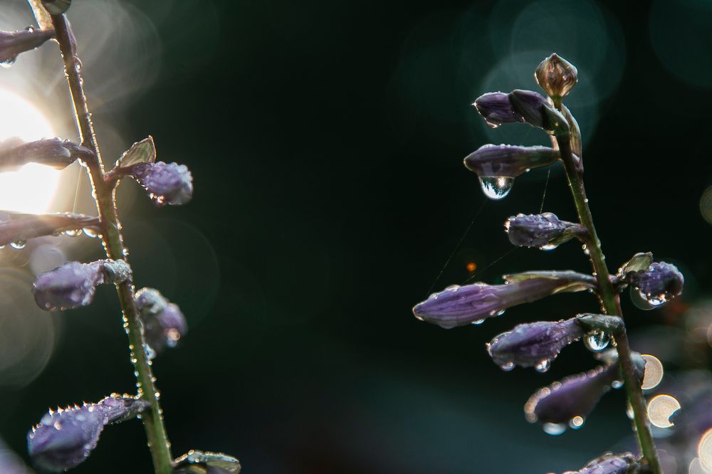 Фотография автора Станислава Гордеева