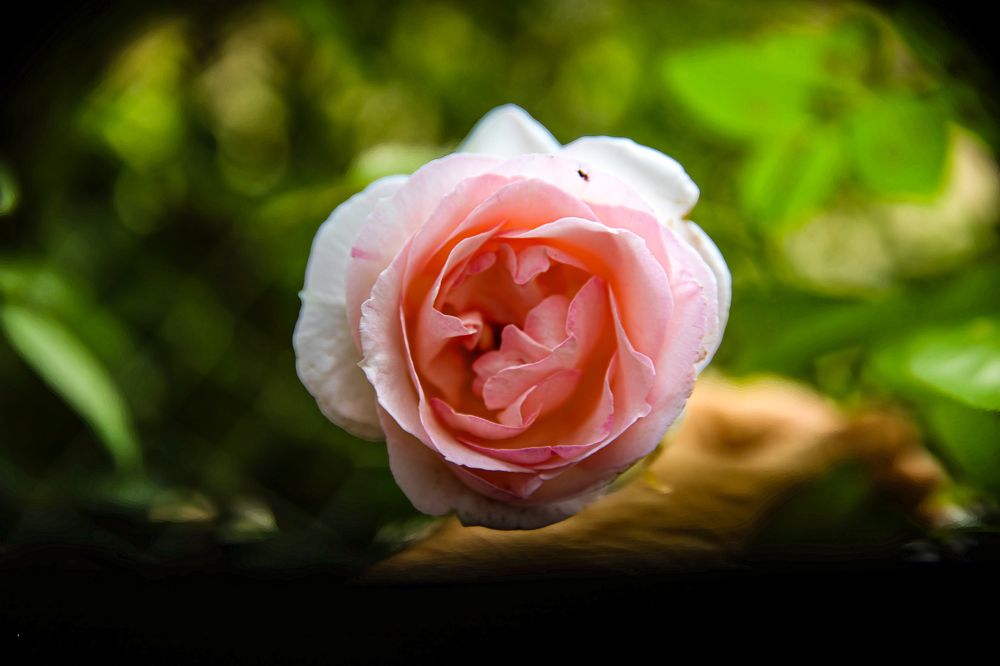 Фотография автора Michel PACHOT