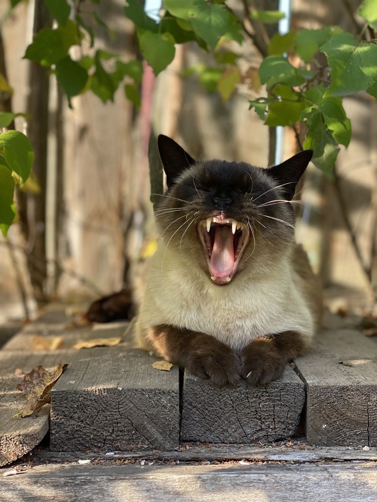 Photograph by Елена Войтова