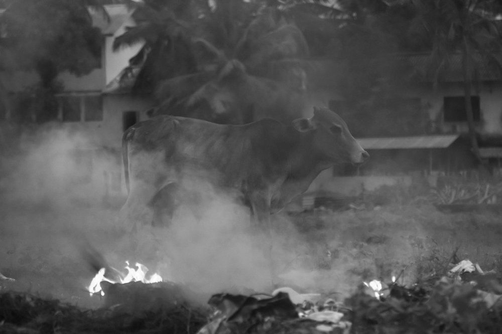 Photograph by Mim.Harosh