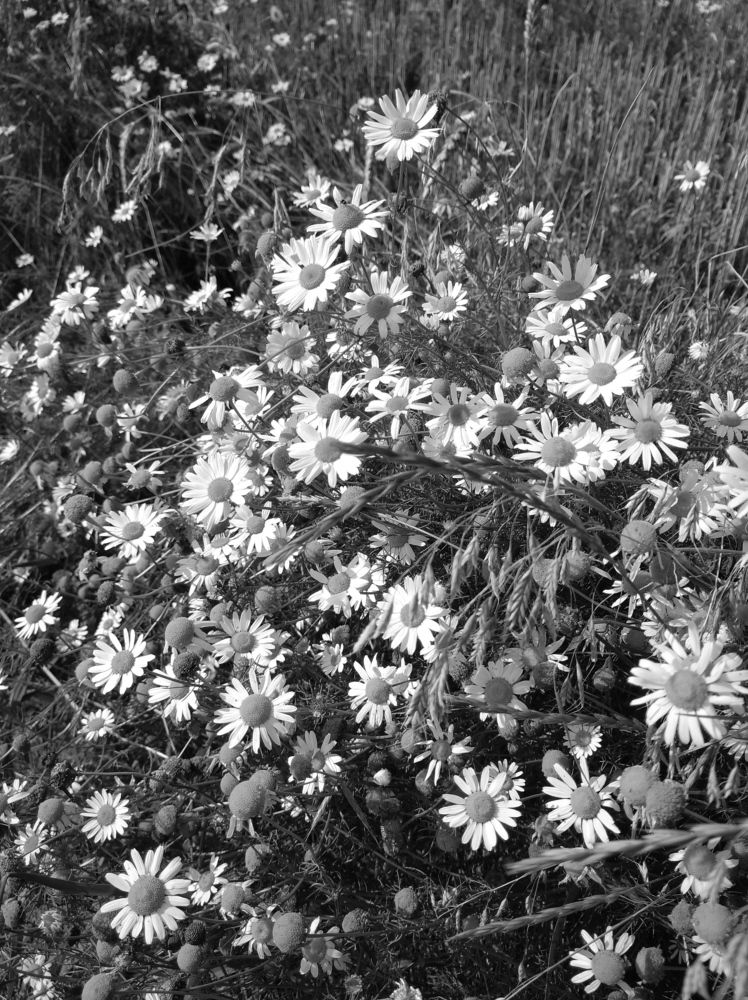 Photograph by Елена Коробченко