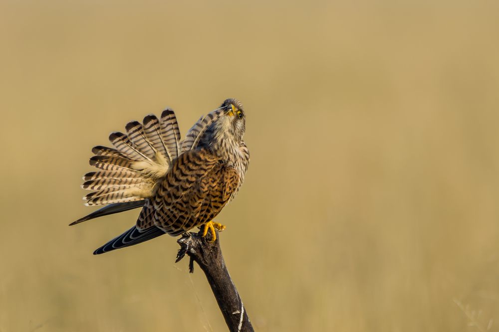 Photograph by Navjyot Singh