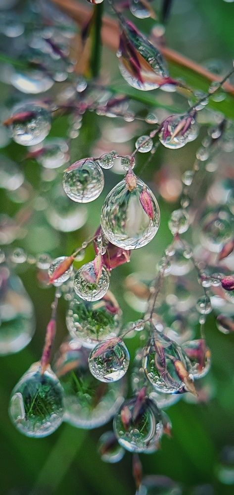 Photograph by ЕЛЕНА