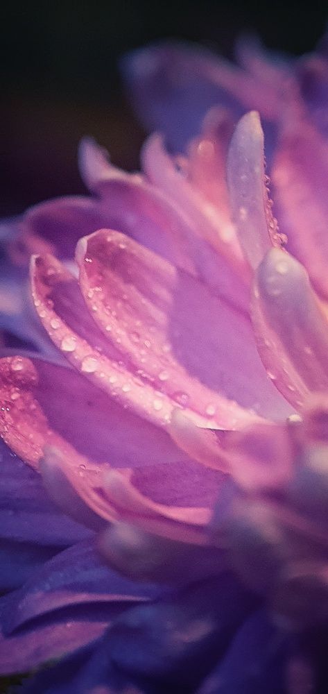 Photograph by ЕЛЕНА