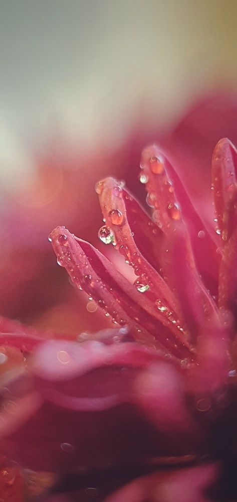 Photograph by ЕЛЕНА