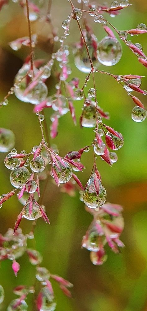 Photograph by ЕЛЕНА