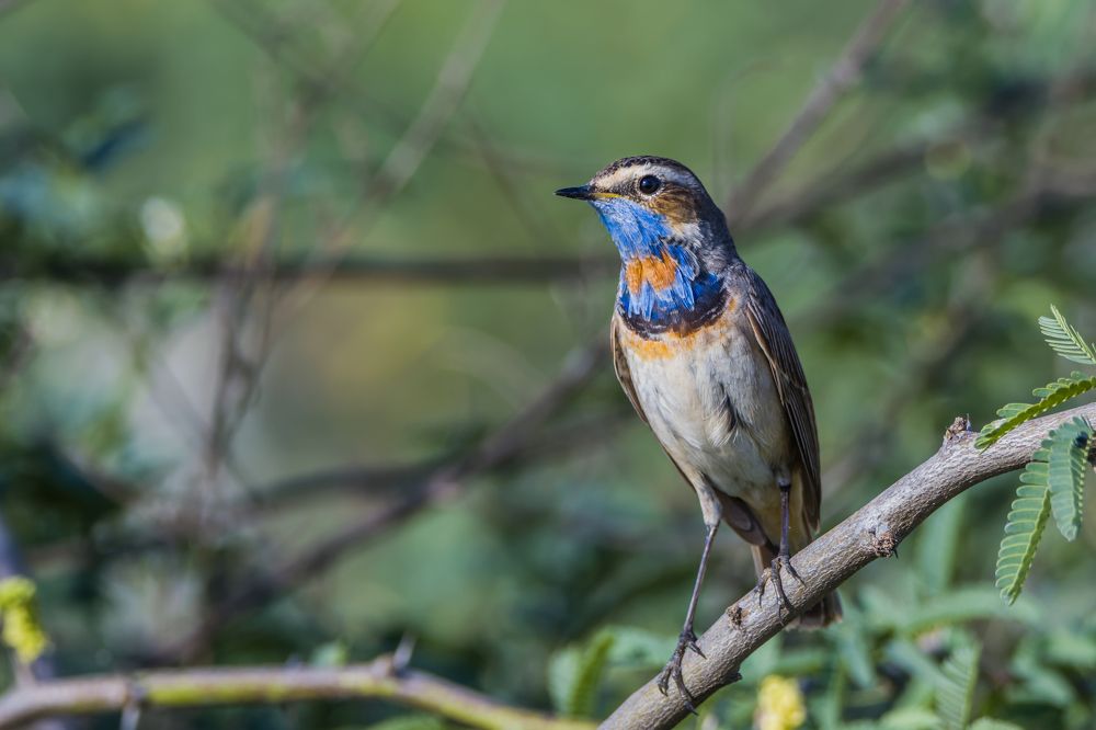 Photograph by Navjyot Singh