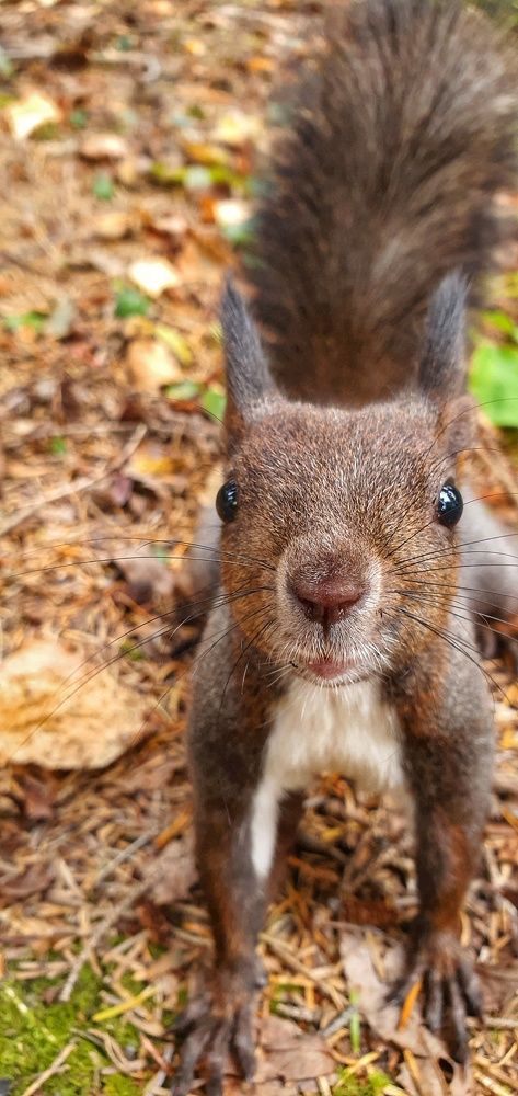 Photograph by ЕЛЕНА