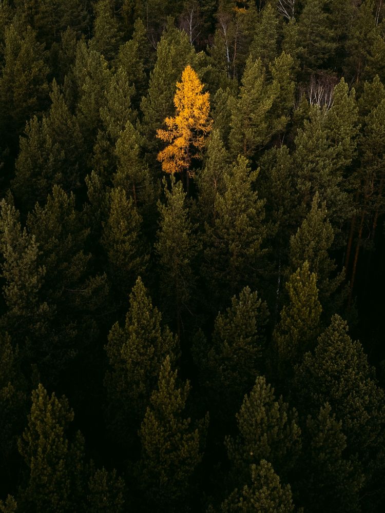 Фотография автора Вячеслав Бобин