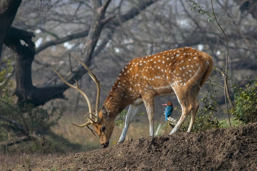 Photograph by Navjot Singh