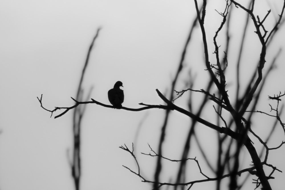 Photograph by sadegh alavi