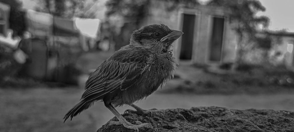 Photograph by Abhiraj Bhosale