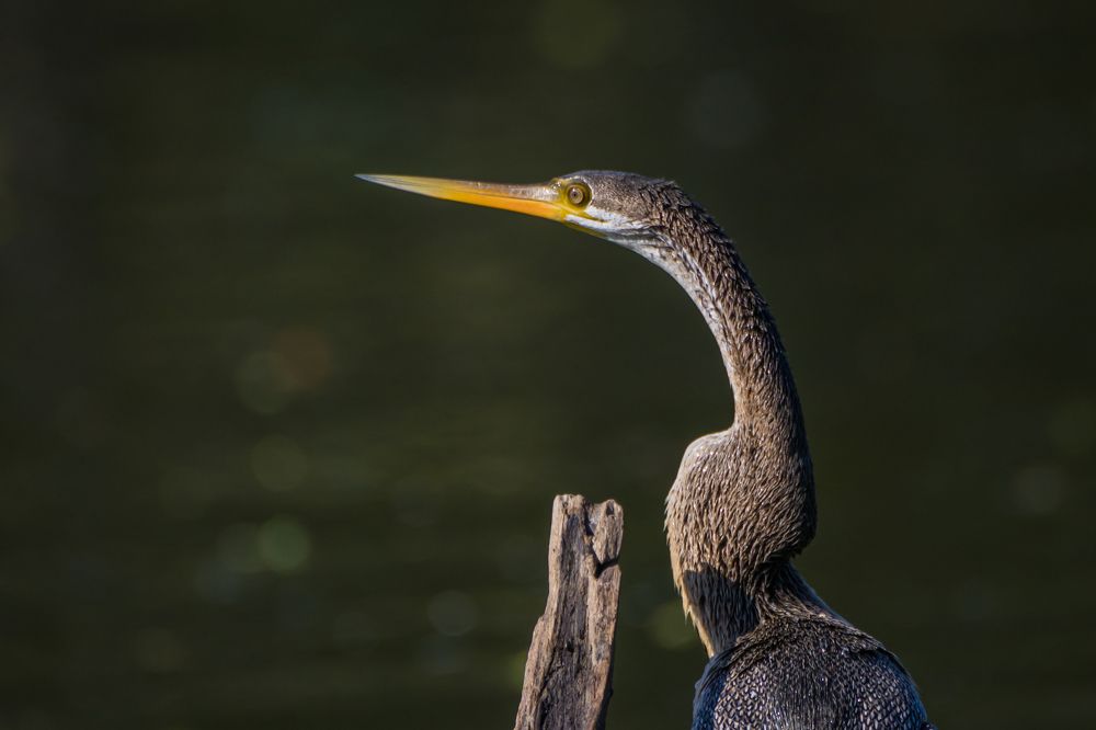 Photograph by Navjyot Singh