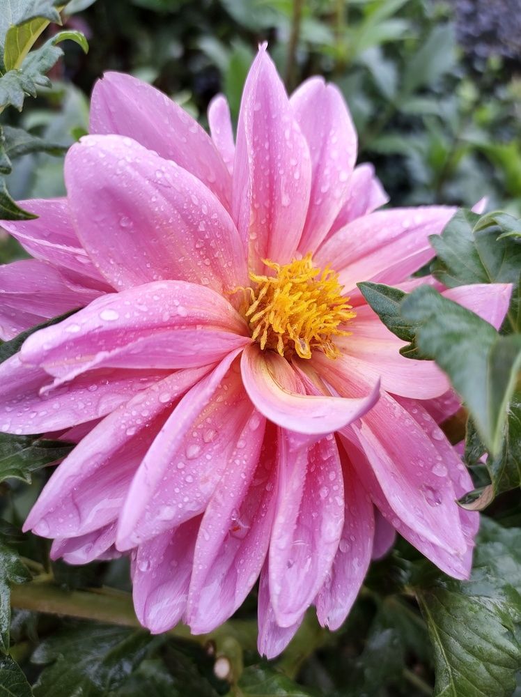 Photograph by Lina Invers