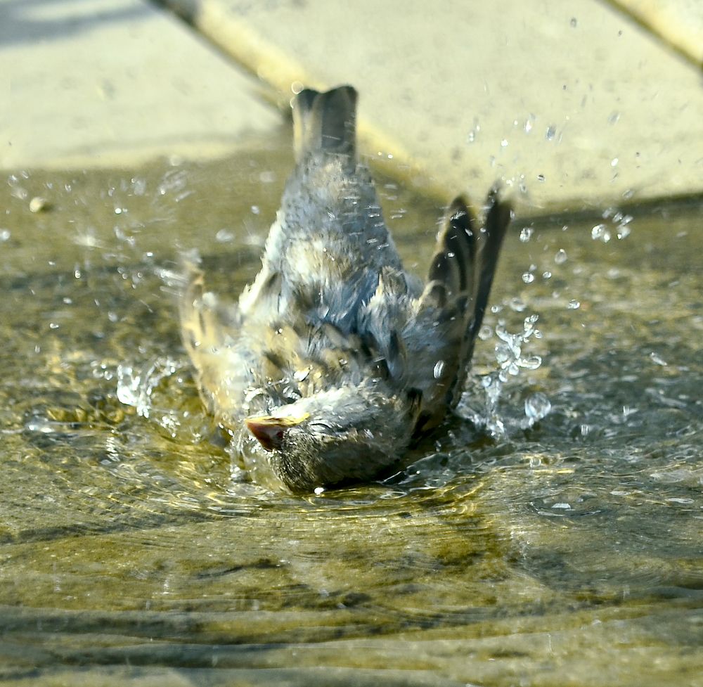 Photograph by Natalia Bolotenkova