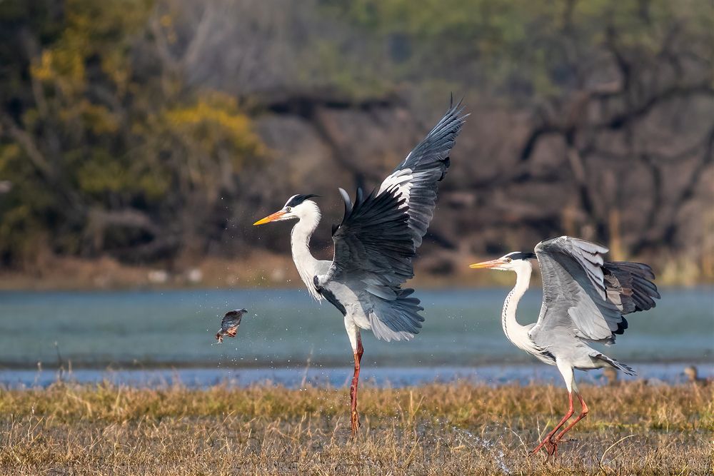 Photograph by Navjot Singh
