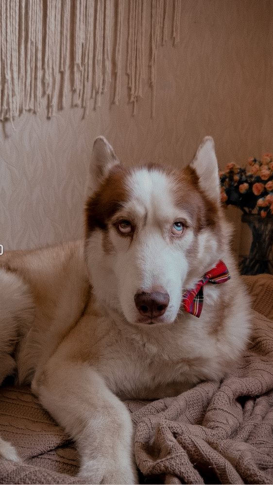 Photograph by Александра Шишкина