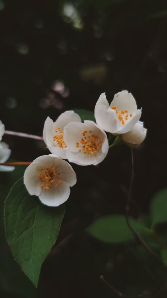 Фотография автора Ekaterina Sapezhinskaya