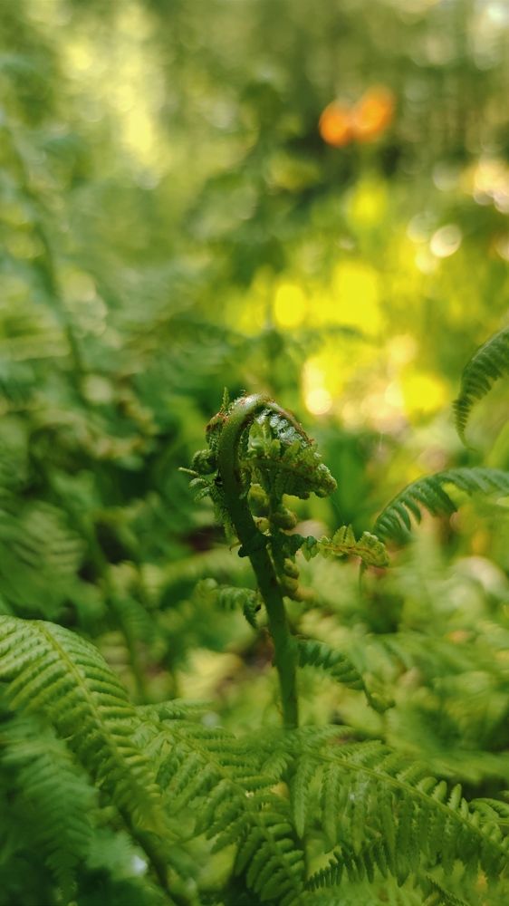 Фотография автора Ekaterina Sapezhinskaya