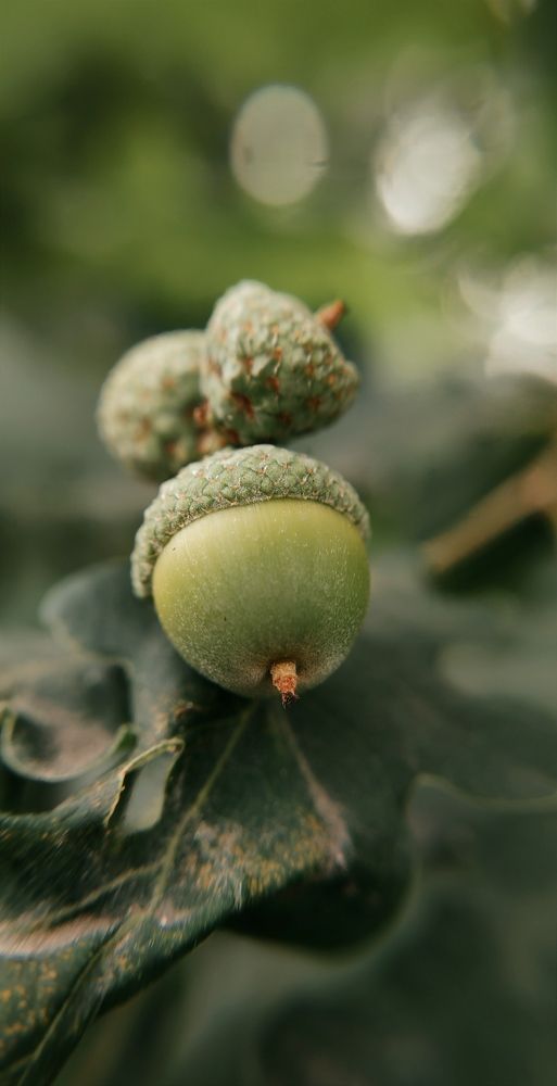 Фотография автора Ekaterina Sapezhinskaya