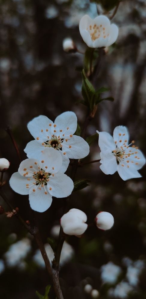 Фотография автора Ekaterina Sapezhinskaya