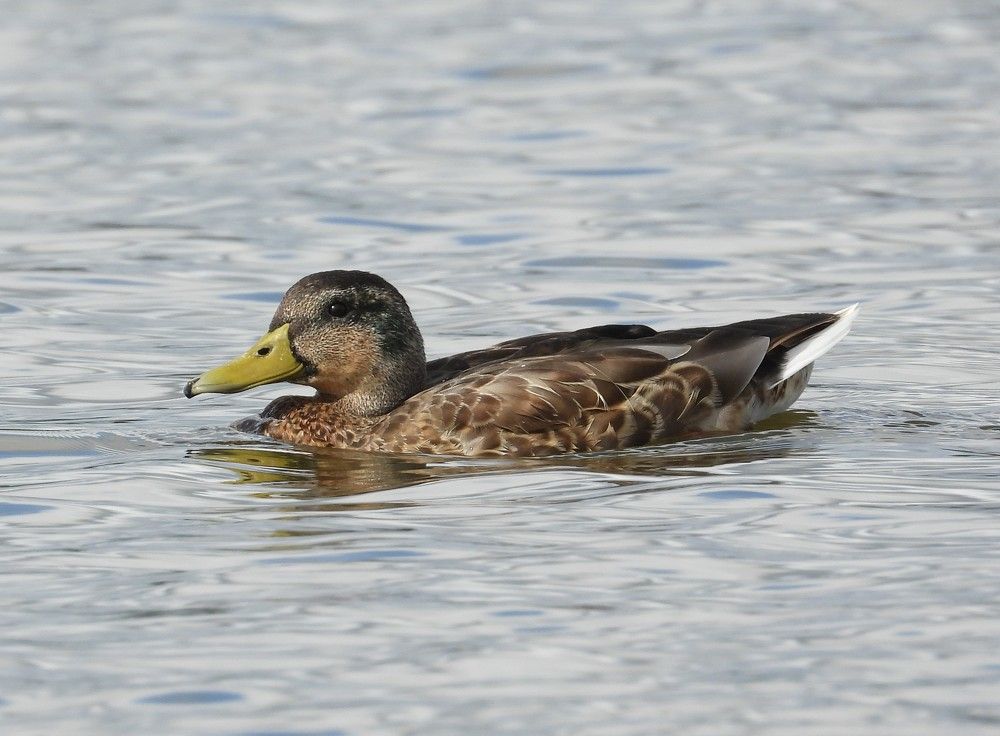 Photograph by Владимир Джерихов
