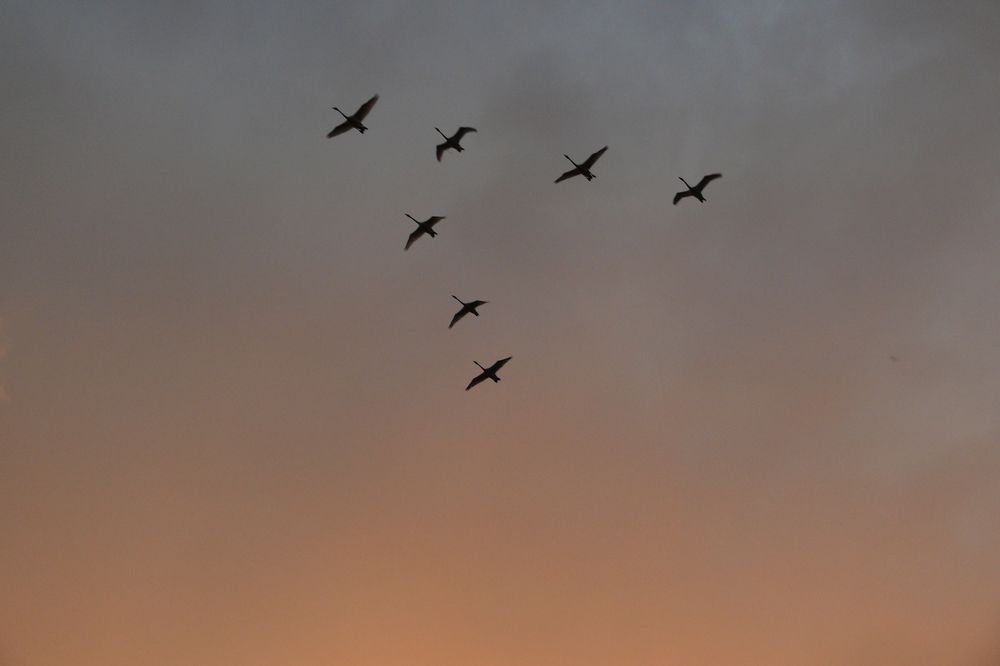 Фотография автора Анастасия Зверева