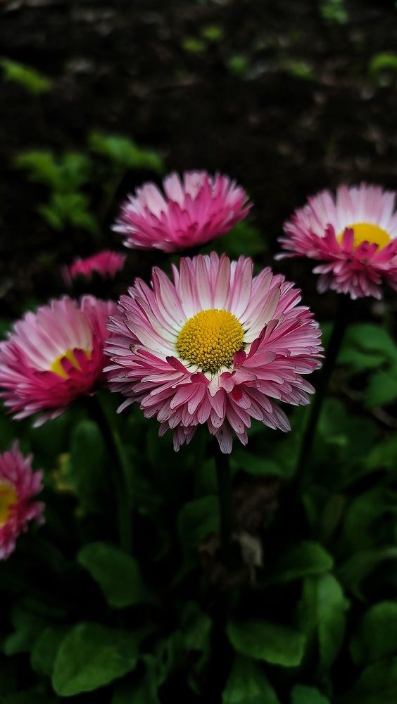 Photograph by Александра