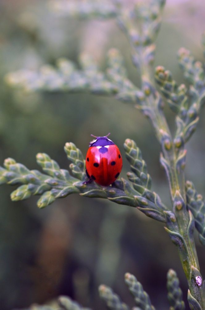 Photograph by Ирина Родионова