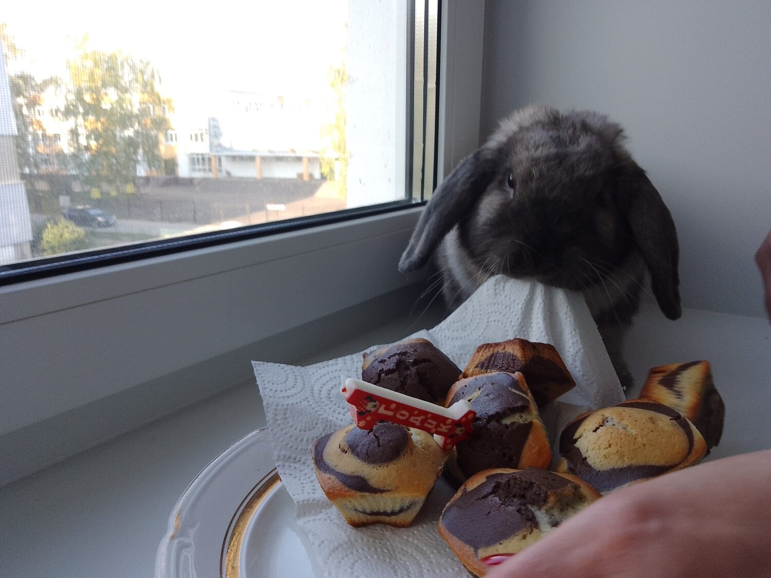 Photo #9763596