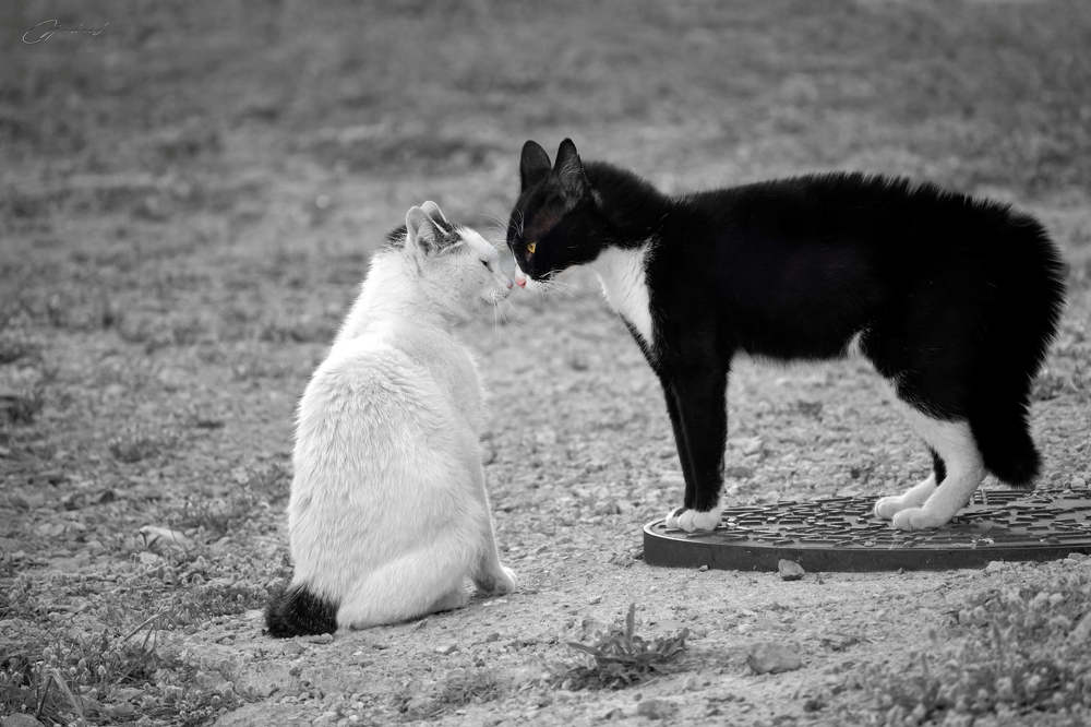 Photograph by Michael Lazaridis