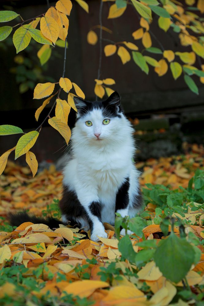Фотография автора Олеся Лукьяненко