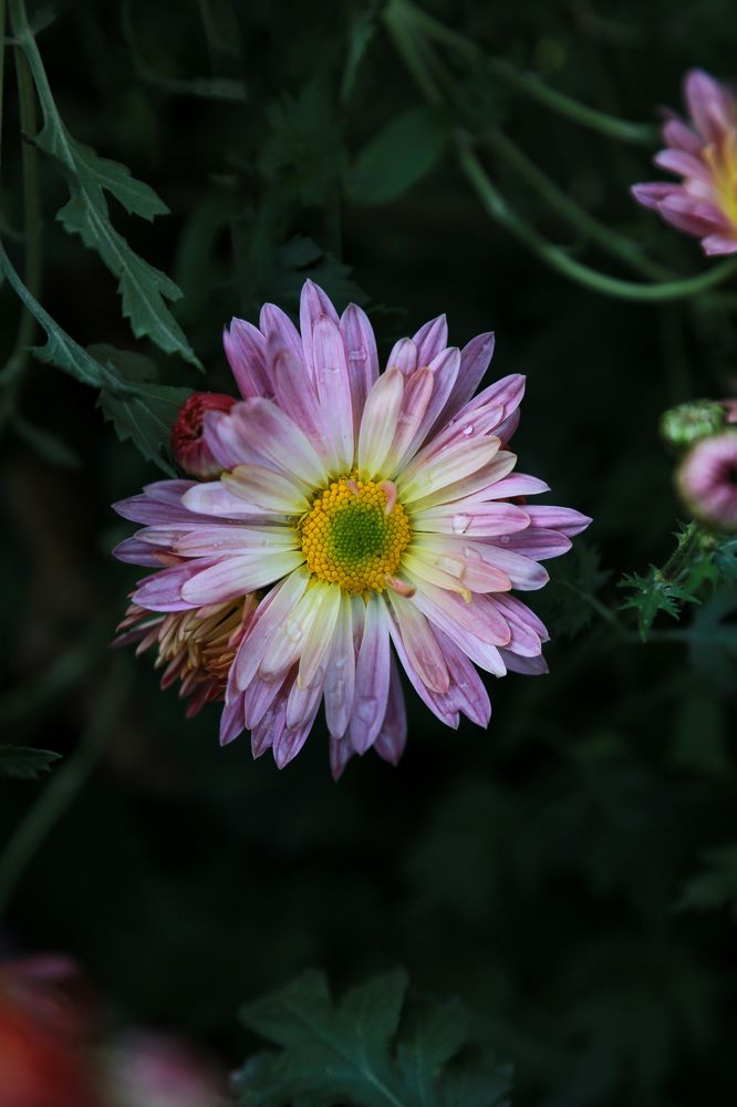 Фотография автора Олеся Лукьяненко