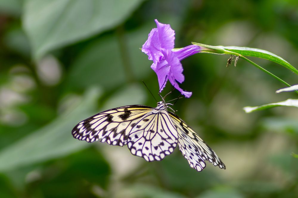 Фотография автора Elshafei Salih