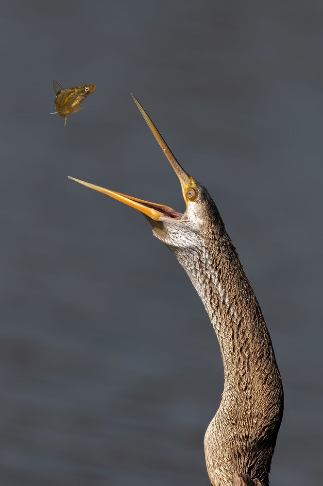 Photograph by Navjot Singh