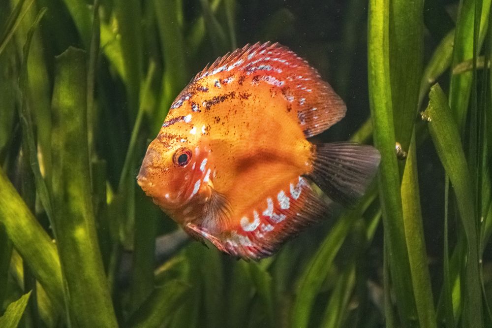 Photograph by Максим Сорокин