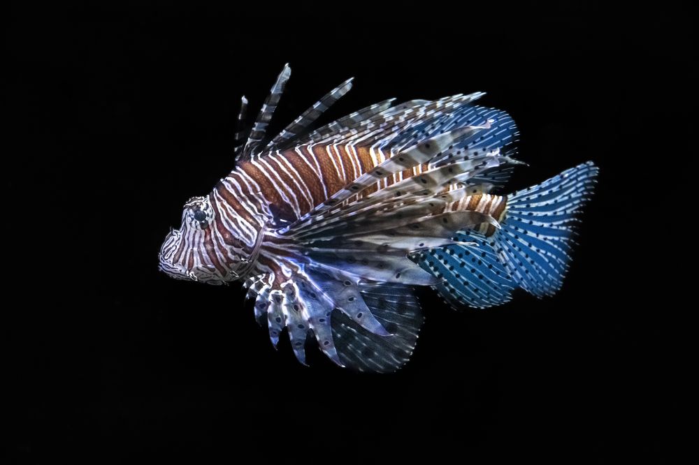 Крылатка-зебра