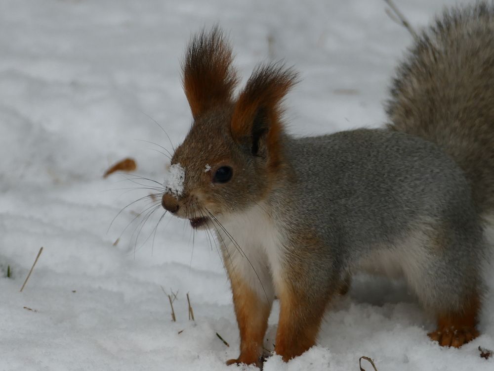 Photograph by Александр Кизим