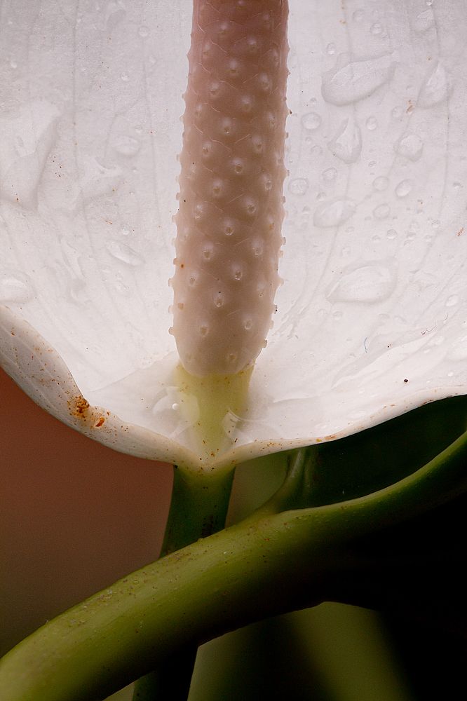 Photograph by jose david sacasas