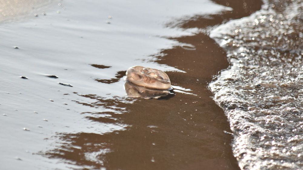 Между жизнью и смертью...