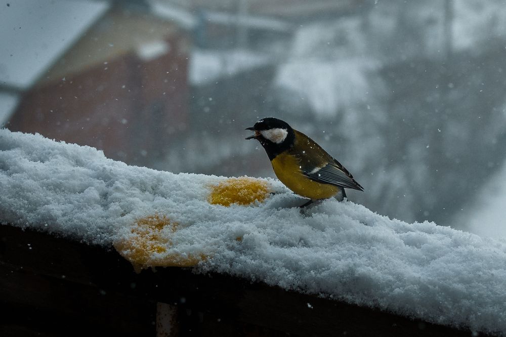 Photograph by Светлана Нестерова