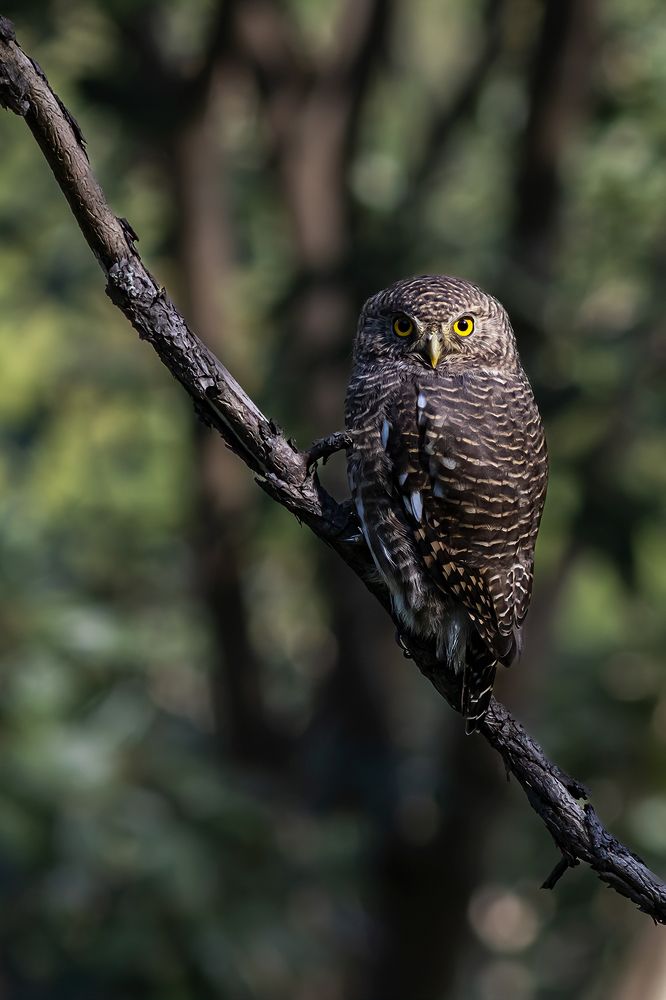 Photograph by Navjot Singh