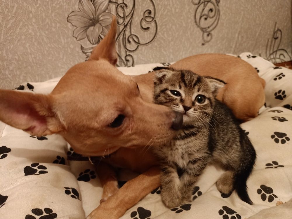 Ребенок-есть ребенок,и не важно что котенок.