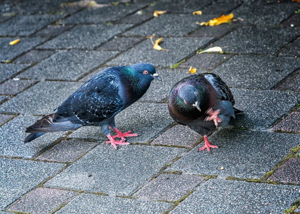 Photograph by Владимир Кваша