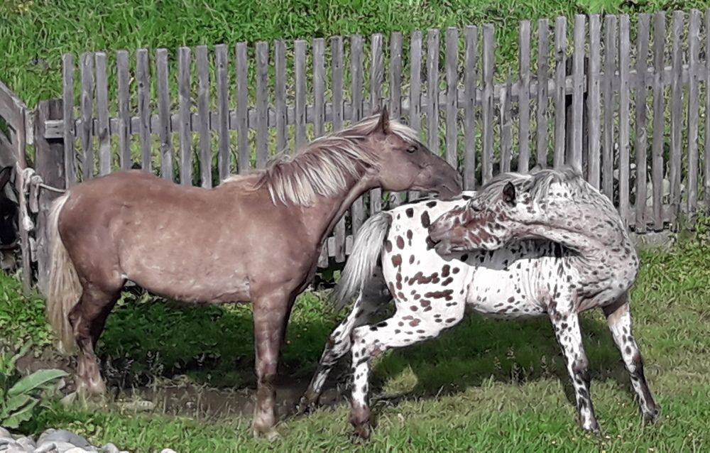 Photograph by Елена Алешкевич