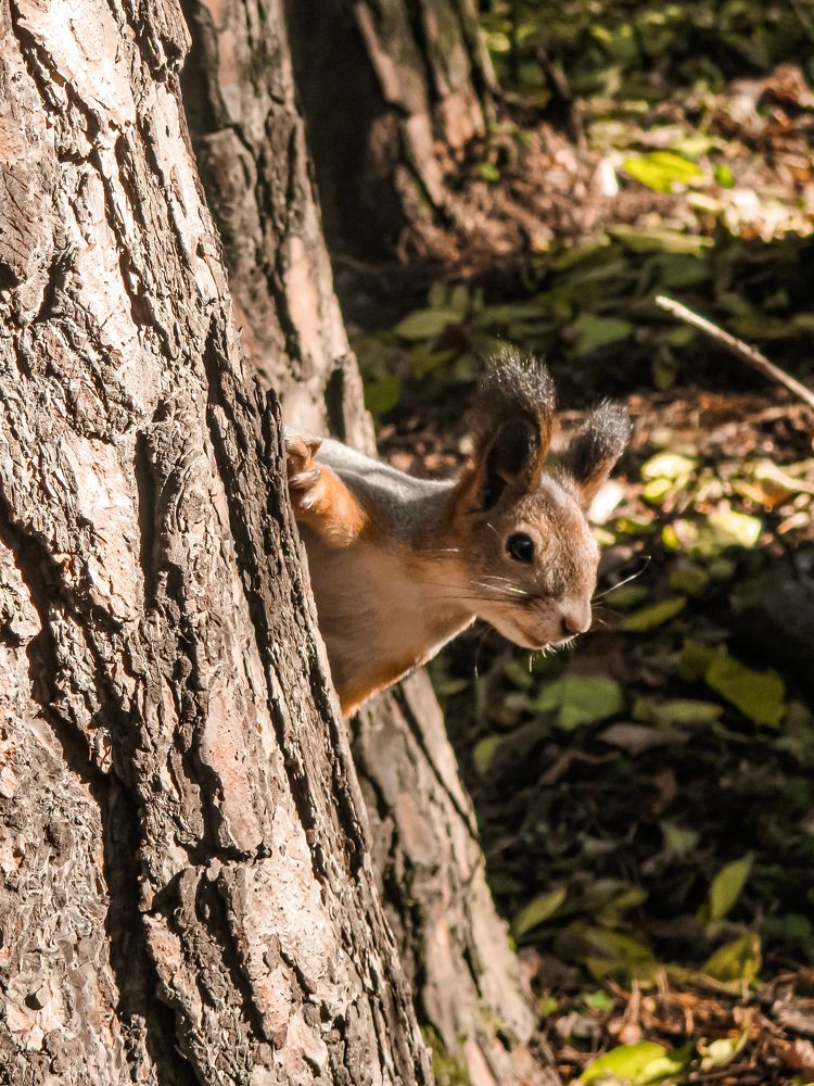 Photograph by Дарья Овсянникова